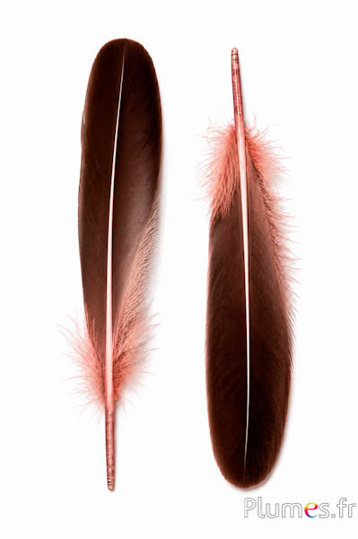 Eend - 18-20 cm, links en rechts - perzik-zwart